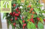 Liveseeds - 10 Seeds ''CAROLINA REAPER'' Chili -WORLD RECORD CHILLI PEPPER- OVER 2.000.000 Scoville