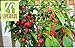 Liveseeds - 10 Seeds ''CAROLINA REAPER'' Chili -WORLD RECORD CHILLI PEPPER- OVER 2.000.000 Scoville