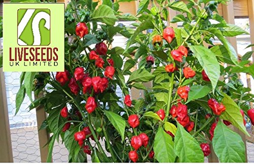 Liveseeds - 10 Seeds ''CAROLINA REAPER'' Chili -WORLD RECORD CHILLI PEPPER- OVER 2.000.000 Scoville