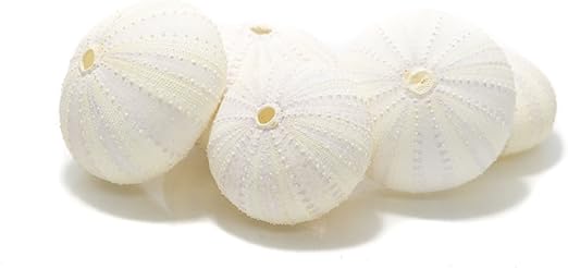 Amazon Com Sea Urchin 5 Unique White Albino Sea Urchins Shell