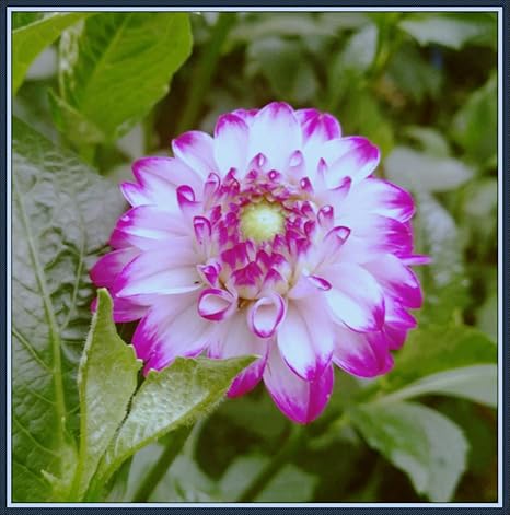 Amazon ダリア球根 家の植栽 ダリアの球根 魔法の色は 贈り物 園芸 花は魅力的な花壇で 庭園 花と花壇 開花 魅惑的な匂い エレガントでかわいい ファッションフラワー 1 8 球根 花