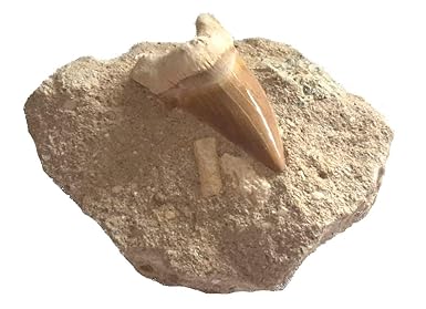 versteinerter, fossiler Haifischzahn auf Matrix (Haizahn auf Muttergestein)