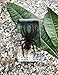 QTMY Biology Science World Collection of Real Insect Specimen Paperweight (Black Moss Spider(Tarantula))