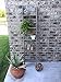 BarnwoodUSA Rustic 5 Foot Decorative Wooden Display Ladder - 100% Reclaimed Wood, Brown