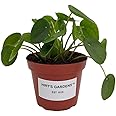 Hirt's Gardens Chinese Money Plant - Pilea peperomioides - 4" Pot