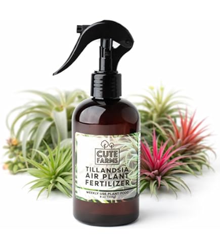 Amazon.com : Live Air Plants : Patio, Lawn & Garden