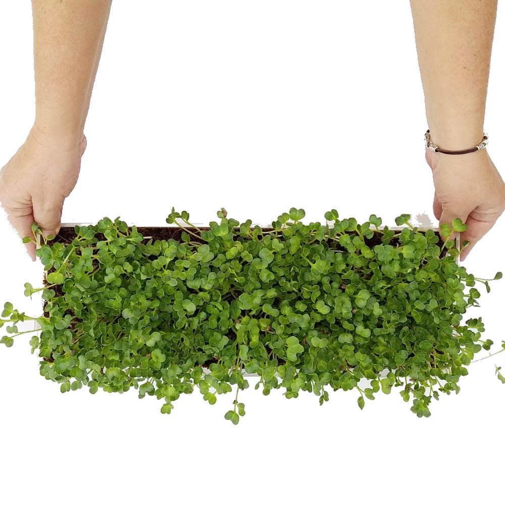 Garden Pocket Large Germinated Sprouts Tray Fiber Substrate Spray Bottle Ecological Seeds – 3 Sewings – Healthy Microvegetables (Broccoli)