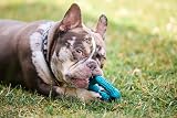 Petface Little Petface Rubber Ring Teething Chew Toy for Puppies view 8