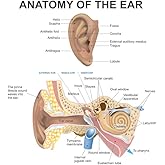 Ear Anatomy Poster Human Diagram Chart Cool Wall Art Print Poster 12x18
