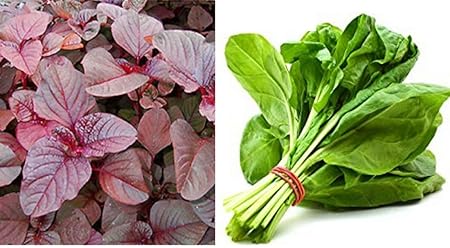 Splendour Seeds - Spinach Red Amaranthus, Spinach Palak - Dual pack kitchen garden vegetable seeds kit