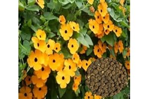 THE GARDENING WORLD 100 Black Eyed Susan Vine Seeds Thunbergia Alata Flower