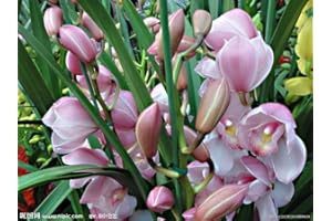 30 pcs Chinese cymbidium Orchid Seeds Balcony Garden Orchid Flower Seeds Decorative Rare Flowers: Package Contains Seeds