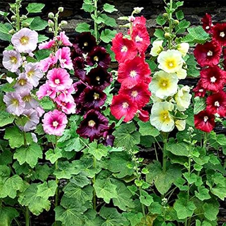 RENUKA SEEDS Hollyhocks Mixed Color - Flower Seeds 20 PC
