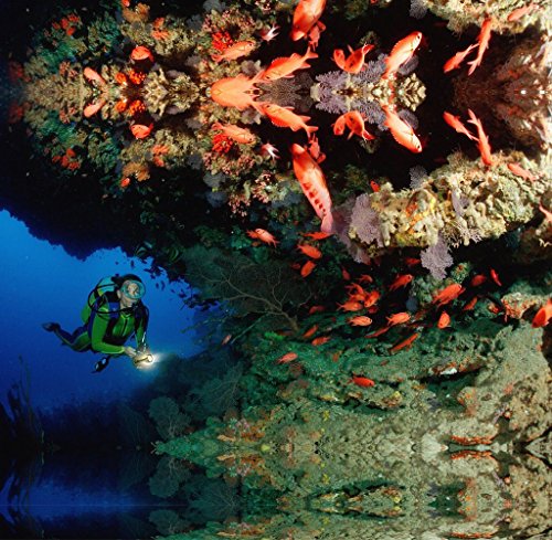 VOLADOR-Diving-Flashlight-1000-Lumen-Rechargeable-Diving-Flashlight-Waterproof-150M-LED-Underwater-Flashlight-with-1-x-18650-Battery-and-Charger