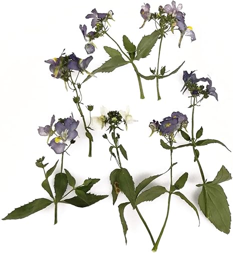 Amazon そらプリ ドライフラワー 花材 そらプリ 野の花ドライ ネメシア 6本 アソート お花 フロテックス ドライフラワー オンライン通販