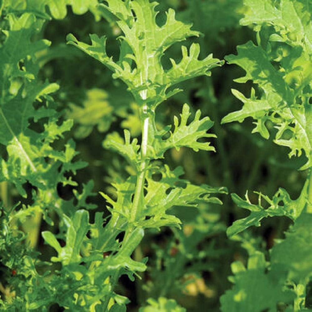 David's Garden Seeds Mustard Greens Golden Frills 3384 (Green) 500 Non-GMO, Open Pollinated Seeds