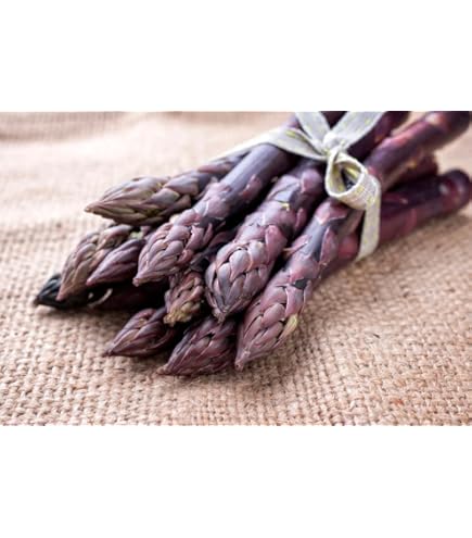 Amazon.com : Jersey Giant Live Asparagus Bare Root Plants