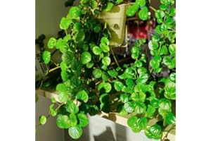 AVERAR 2 Green Swedish Ivy Plants Live Indoors to Grow Starter Plants, Plectranthus Australis Swedish Ivy House Plants Green Leaf Red Stem, Live Swedish Ivy Vine Creeping Charlie