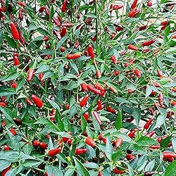 Thai Garden Bird Hot Pepper