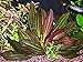 Potted Melon Sword - Beginner Tropical Live Aquarium Plant