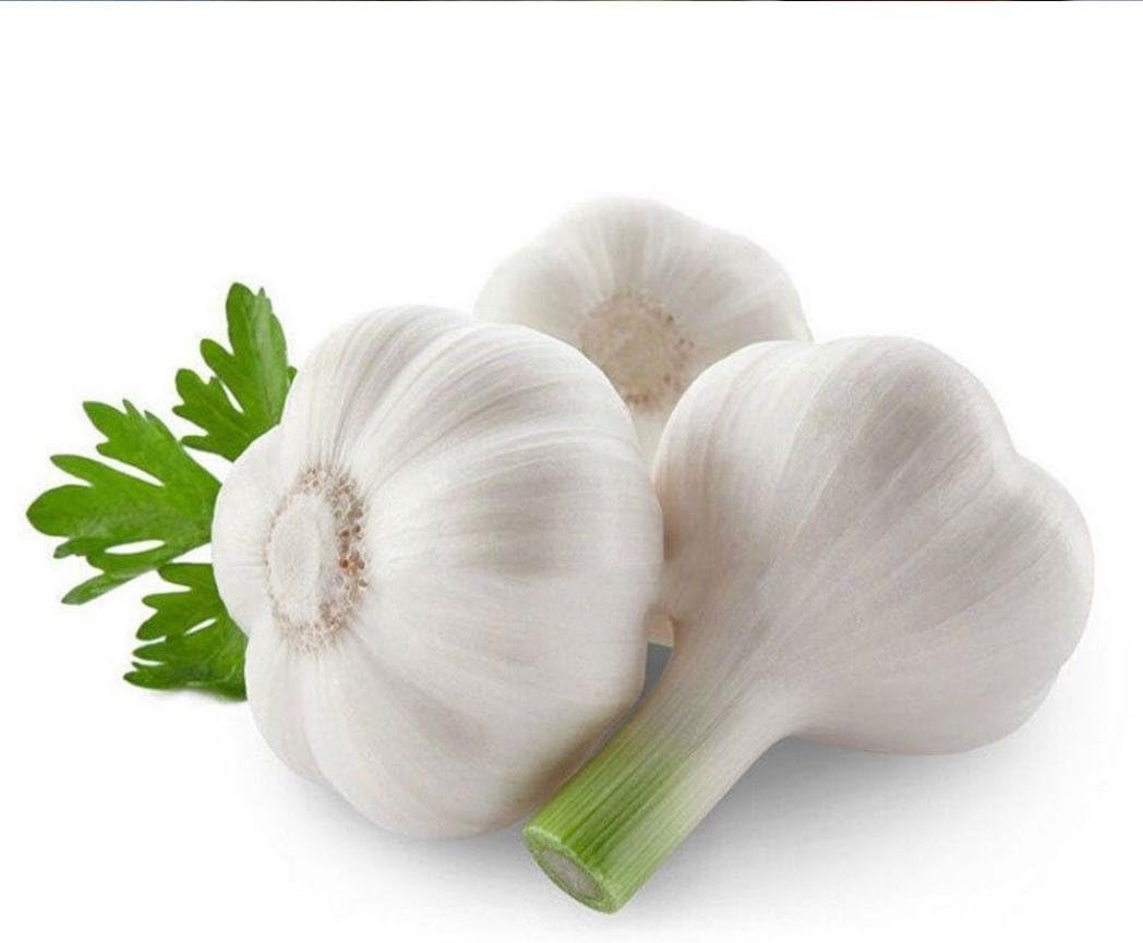 Afco 200 Pcs Herb Garlic Seeds Organically Grown Vegetable Balcony Bonsai Wonderful Gardening Gifts