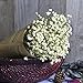 Dried Flower,Han Shi Modern Natural Gypsophila Home Decor Sky Star Babys Breath Gift (L, A)