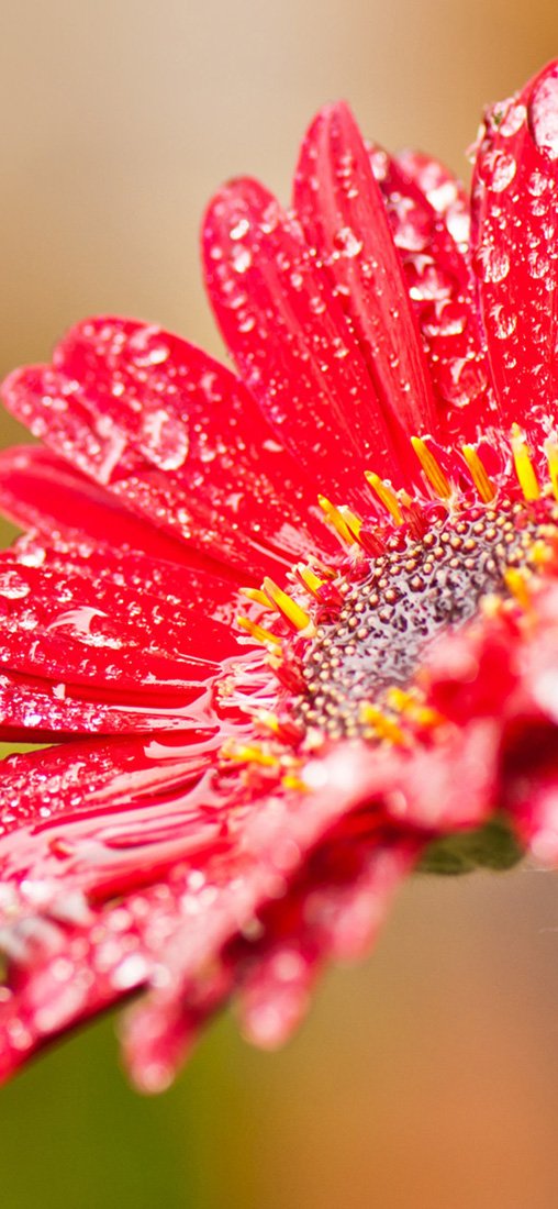 PeelitStickit Flower, Beautiful Nature Wall Murals, ID-3272, vinyl