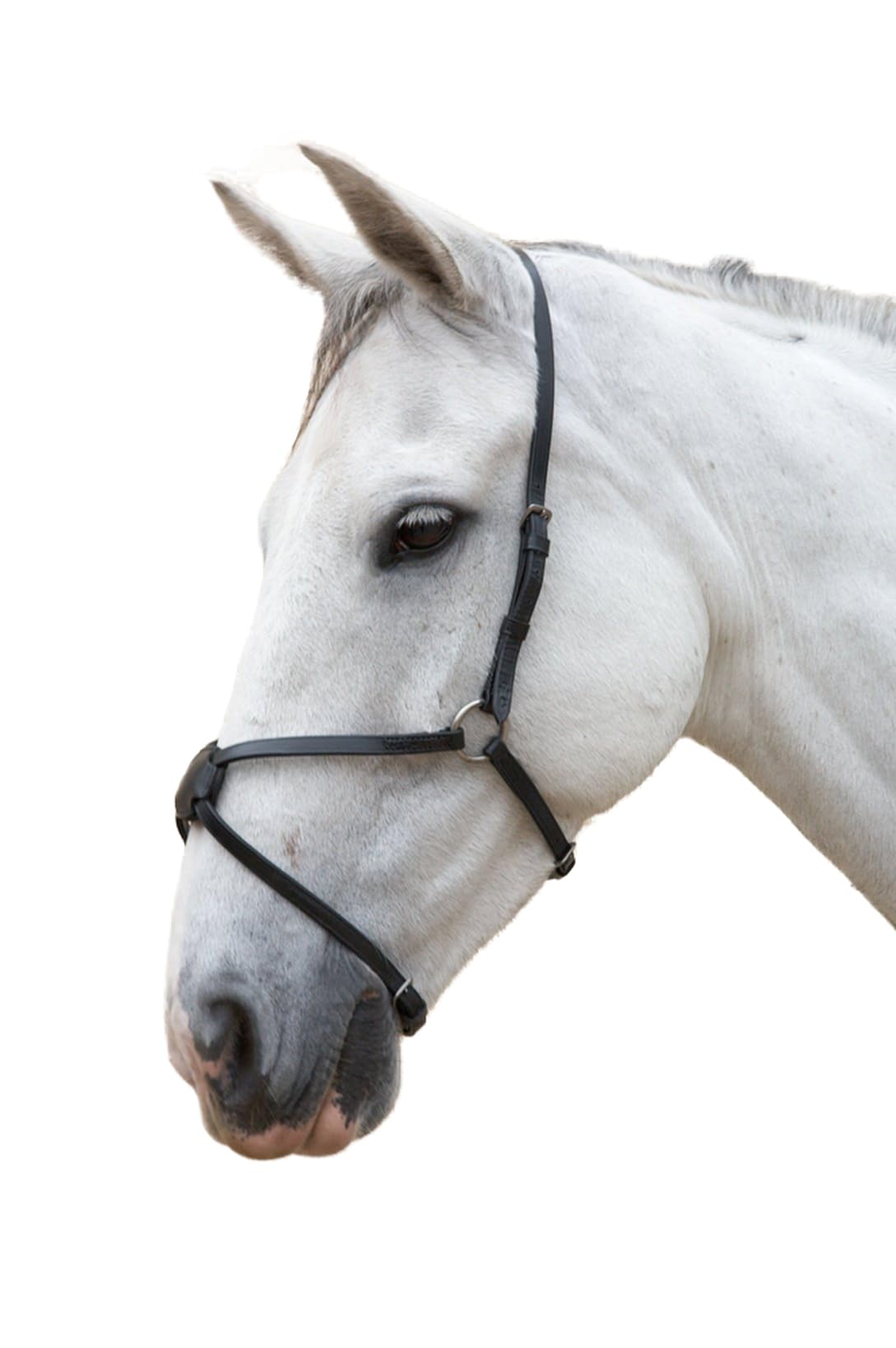 Hy Mexican Grakle Noseband-Cob-Black