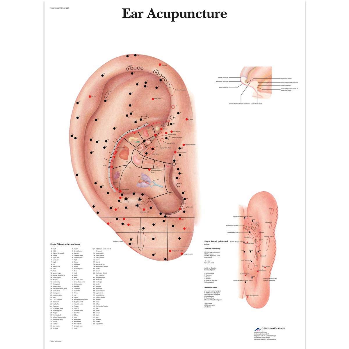 3B Scientific VR1821UU Human Anatomy Ear Acupunture Chart, Paper Version, 50 x 67cm