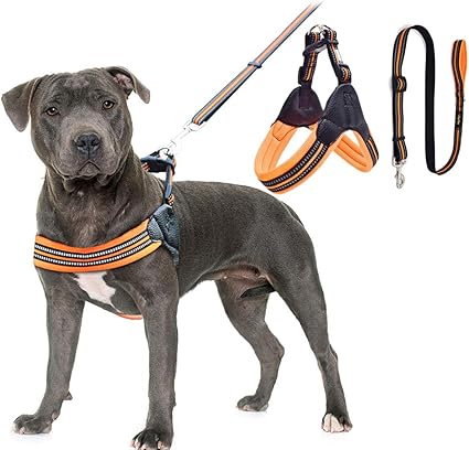 Vivi Bear Harnais Pour Chien Et Plomb Durable Réglable Avec Rembourré Sécurité Réfléchissant Nuit Rayures Facile à Porter Animal Gilet Harnais Pour