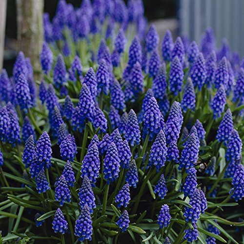 Van Zyverden Grape Hyacinths Set of 25 Bulbs Van Zyverden Grape Hyacinths Set of 25 Bulbs
