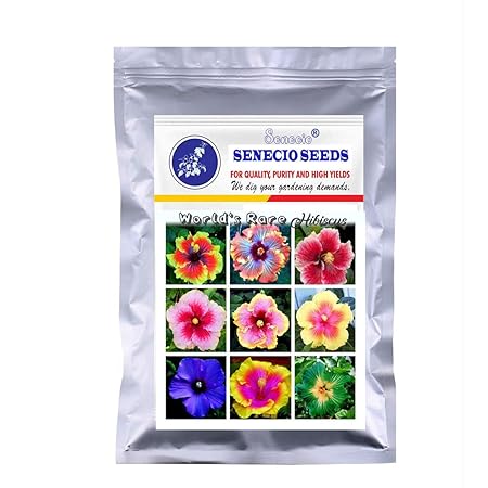SENECIO Worlds Rare Hibiscus Flower Seed 50 Per Packet By GalexiaR