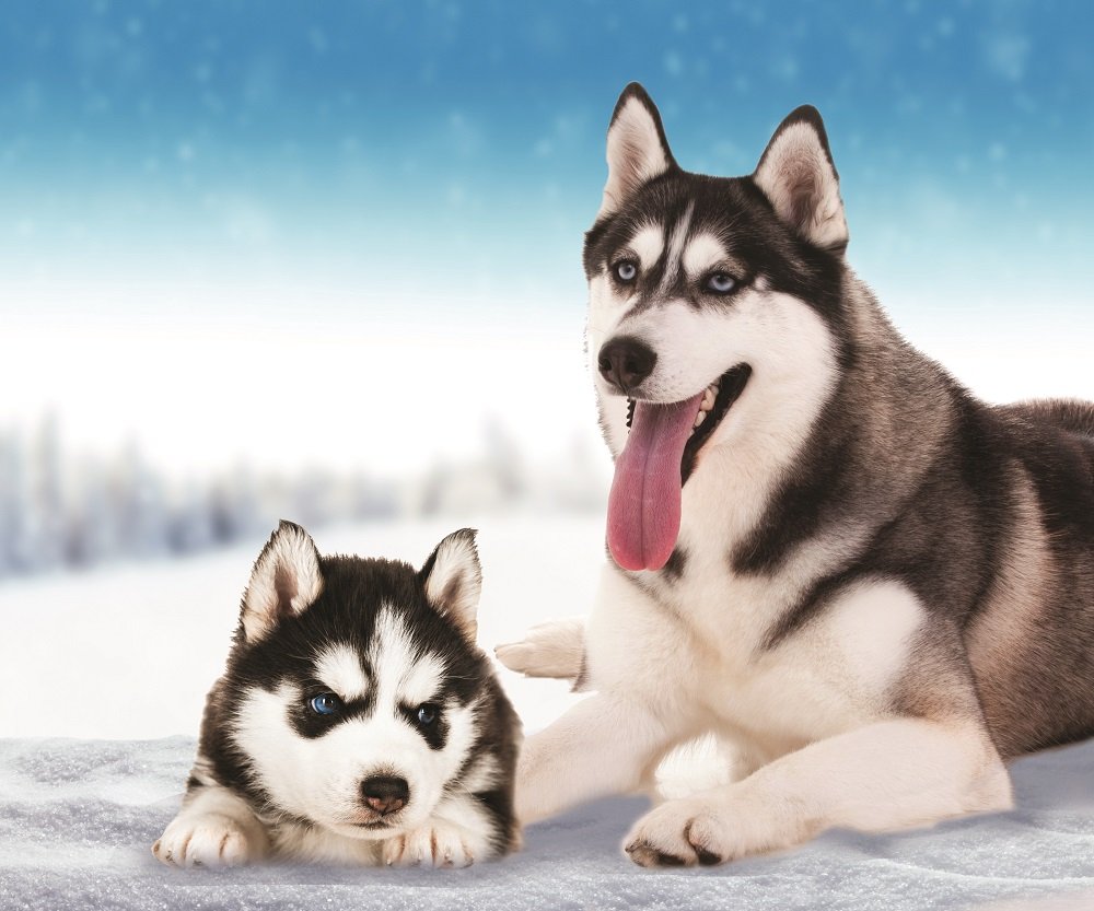 Husky Dog Fleece Throw Blanket 50 X 60 Buy Online In Uzbekistan At Uzbekistandesertcartcom Productid 50979922