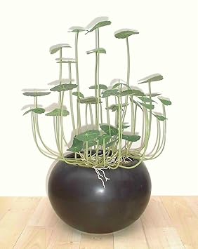 plante a monnaie chinoise