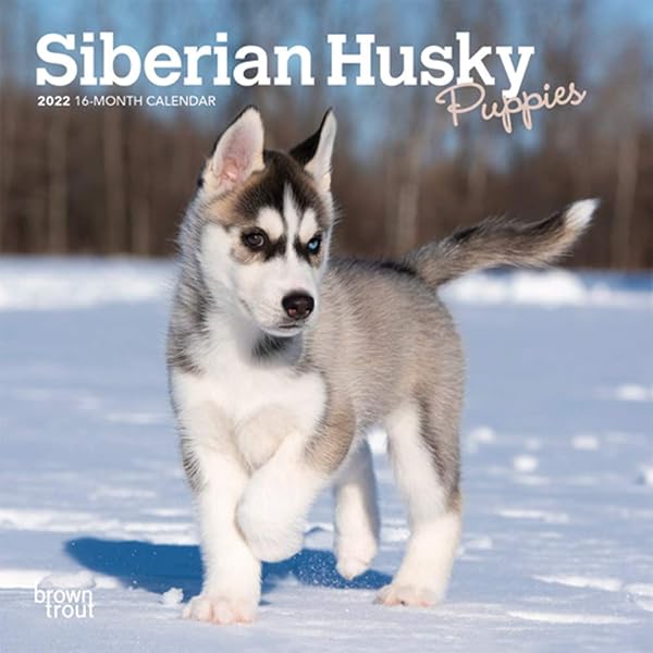 toy husky dog breed