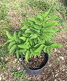 Sugar Apple, Annona Squamosa 2 Feet Tall Plant, 3-gal Container from Florida