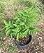 Sugar Apple, Annona Squamosa 2 Feet Tall Plant, 3-gal Container from Florida