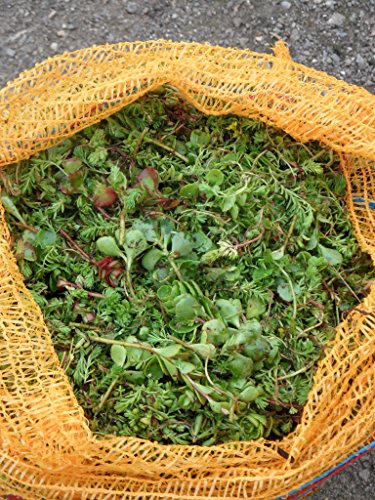 2 kg Sedumsprossenmischung für 20 m² Dachbegrünung