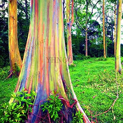 Einfach Zu Wachsen Echte Schne Zierbaum Elitely 100 Teile Beutel Hawaii Regenbogen Eukalyptus Baum Garten Balkonpflanzen Baume