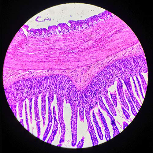 Prepared Microscope Slide Set 10+5Blank Slides for Basic Biological Science Education Specimen - Thumbnail 2