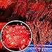 Autolizer 200 LED RED Fairy String Lights Lamp for Xmas Tree Holiday Wedding Party Decoration Halloween Showcase Displays Restaurant or Bar and Home Garden - Control up to 8 modes