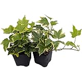 Gold Child English Ivy - Hardy Groundcover/House Plant -Sun/Shade-2 Pack 3" Pots