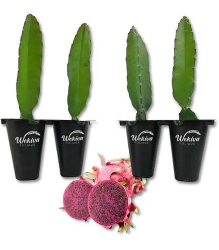 Amazon.com : Dragon Fruit Tree - Live Plant in a 4 Inch Pot - Hylocereous  Undatus - Edible Tropical Fruit Plant from Florida : Patio, Lawn & Garden