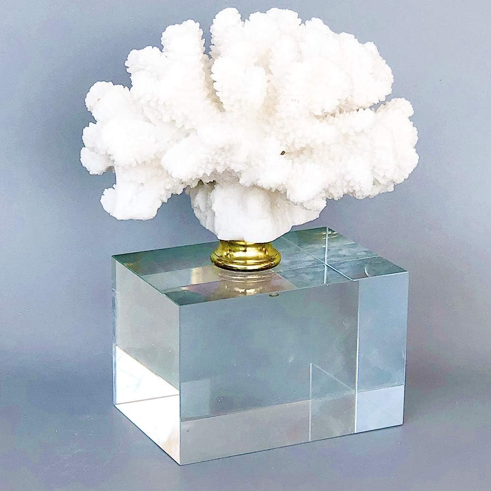 HENGYUTOYMASK White Coral Table Sculpture with Cube-Shaped Base, 8.3 inch Home Golden Coral Accent Sculpture