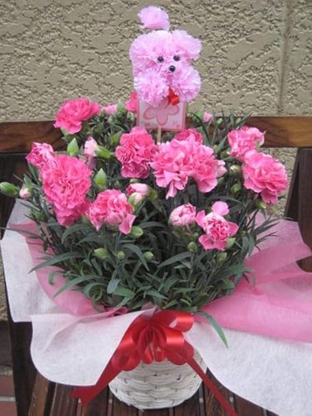 Amazon 母の日定番 高品質ピンクのカーネーション鉢植え 可愛いプードルピック付き 観葉植物 オンライン通販