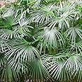 Brighter Blooms - Needle Palm Tree, 3 gal, - No Shipping To AZ