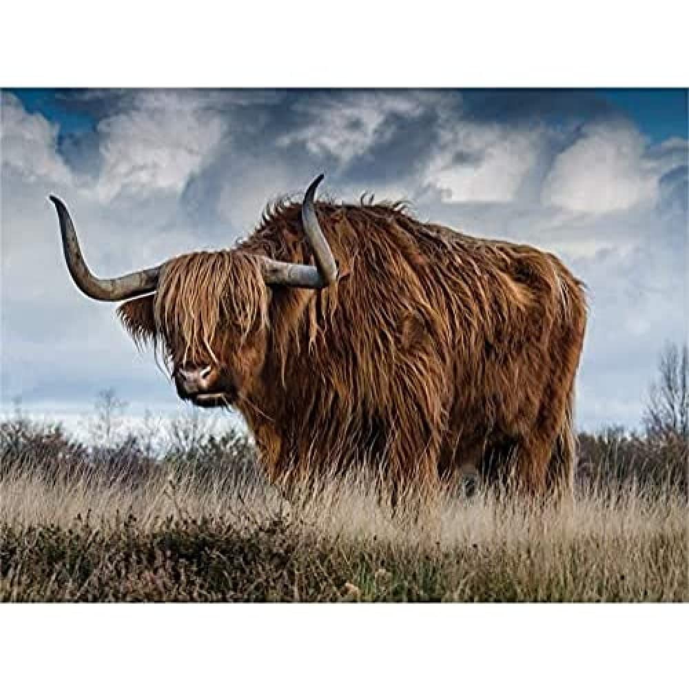 Scottish Highland Cow Coo Canvas Wall Art Print