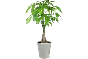 Just Add Ice JA5028 Money Tree in Grey Nate Ceramic Pottery, Live Indoor Plant, Easy to Grow Gfit for Friend, Chinese New Year, Fully-Rooted, Healthy Leaves, Home Décor Planter, 5" Diameter, 16" Tall