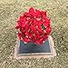 Sympathy Silks Artificial Cemetery Flowers – Christmas Poinsettias, Outdoor Winter Grave Decorations - Red Poinsettia Bouquet