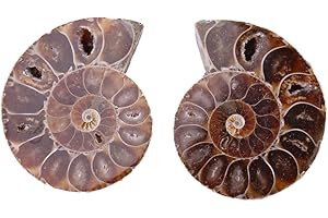VIKYE 2Pcs Ammonite Fossil Specimen Shell Madagascar Stones and Minerals With Ancient History, Retro Style (4cm)